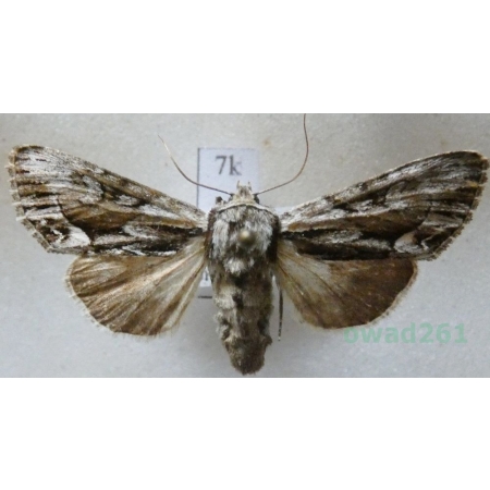 Hyppa rectilinea (Esper, 1788) Gorzyca prostokreska Czech7k